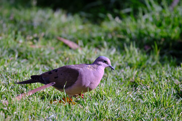 Eared Dove (Zenaida auriculata), walking on the grass looking for its food.