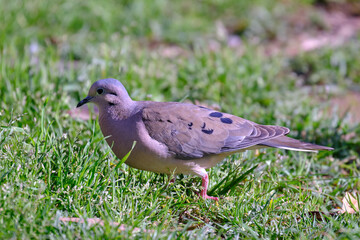 Eared Dove (Zenaida auriculata), walking on the grass looking for its food.