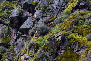 Landscape fragment of Andean native vegetation, natural plants and moss.