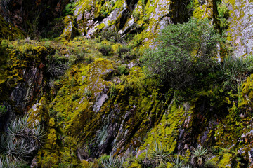 Landscape fragment of Andean native vegetation, natural plants and moss.