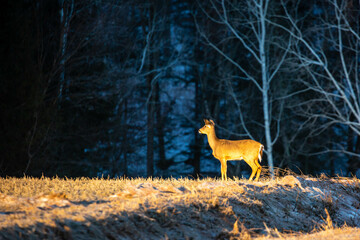 White-tailed deer (odocoileus virginianus) standing in a Wisconsin field