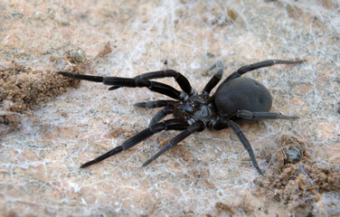 Southern House Spider (Kukulcania hibernalis) in the web under rock, Central Texas, USA.