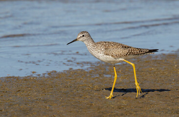 Lesser yellowlegs (Tringa flavipes) at the ocean coast during spring migration, Galveston, Texas, USA.
