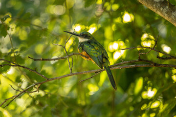 bird in the city of Montes Claros, State of Minas Gerais, Brazil