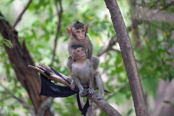 可愛いサル