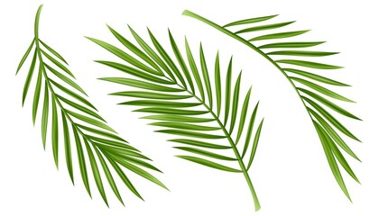 Naklejka na ściany i meble Tropical palm leaf isolated on white background. Realistic green summer plant tree set. Tropic botanical branch illustrations Vector illustration