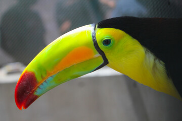 Toucan Head side view red green orange