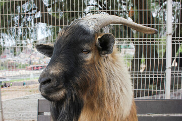 Brown adult male goat side view