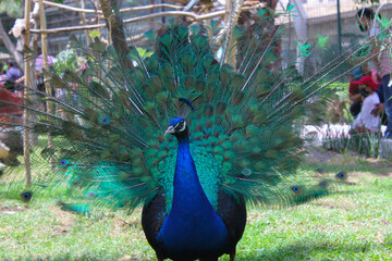 Male peacock showing off plumage