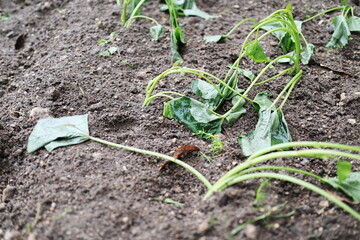 土に植えたさつま芋の苗