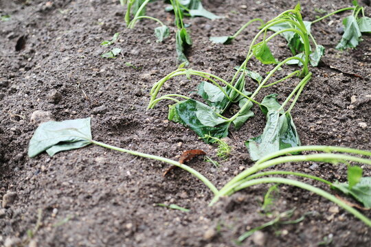 サツマイモの葉っぱ の画像 6 231 件の Stock 写真 ベクターおよびビデオ Adobe Stock