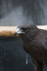 Royal eagle brown feathers head sideview