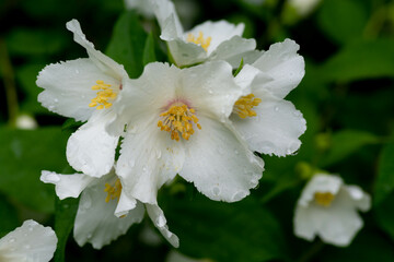 雨上がりの満開のバイカウツギ
