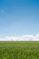 夏の緑の麦畑と青空
