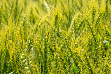 夏の緑のムギの穂
