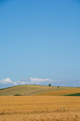 黄金色の丘陵畑作地帯
