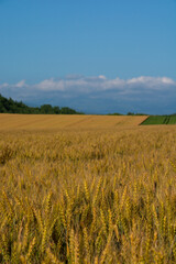 収穫間近の黄金色の麦
