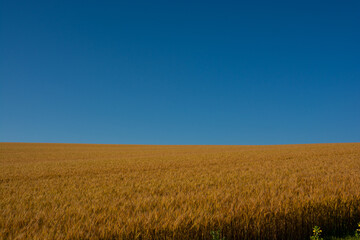 Fototapeta premium 黄金色のムギ畑と青空 