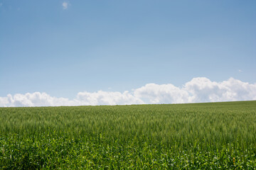 夏の緑の麦畑と青空
