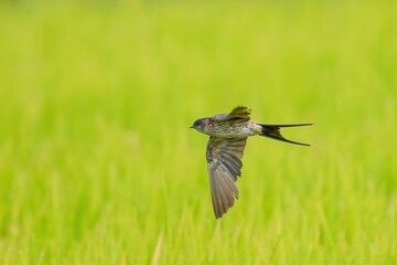 きれいに実った稲穂をバックに優雅に飛ぶコシアカツバメ