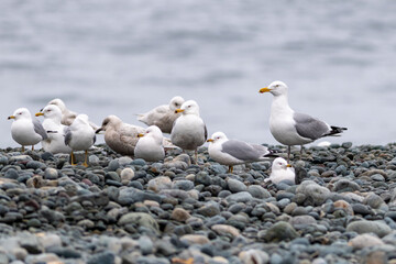 A flock of gulls perched on a pebbled beach. The wild birds are white on top with grey wings and a black feather tail. The seabirds are standing using their yellow legs.The birds are of different ages