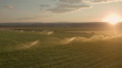 A fly over a maize, corn field in sunset while crops are being watered.