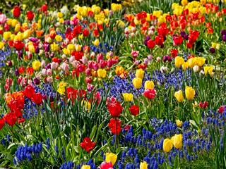 Colorful tulips bloom on the flowerbed in the springtime
