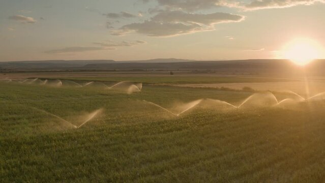 A fly over a maize, corn field in sunset while crops are being watered.