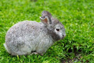 rabbits on a garden green on a summer day, a cute fluffy bunny, 
a small lovely rabbit on green grass, Friendship with Easter Bunny on a happy farm, 
a Cute little Easter bunny, a young fur baby with 