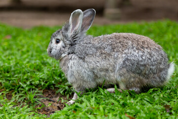 rabbits on a garden green on a summer day, a cute fluffy bunny, 
a small lovely rabbit on green grass, Friendship with Easter Bunny on a happy farm, 
a Cute little Easter bunny, a young fur baby with 