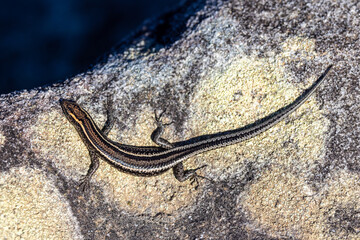 Elegant Snake-eyed Skink (Cryptoblepharus virgatus)