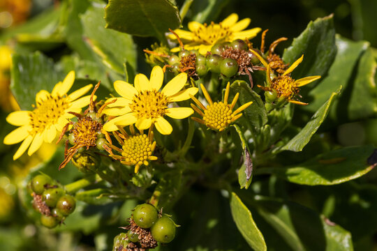 Bitou Bush with floweers (Chrysanthemoides monilifera)