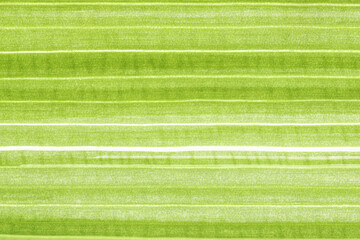 Full frame shot of green leaves. Textures and patterns of leaf.
