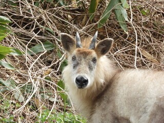 ニホンカモシカ