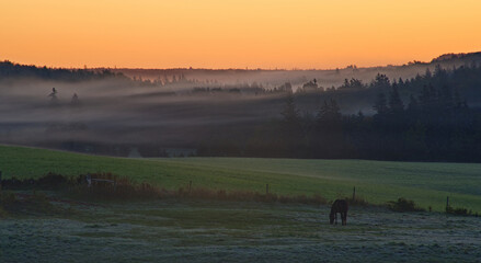 Horse grazing in early morning, South Granville, Prince Edward Island, Canada