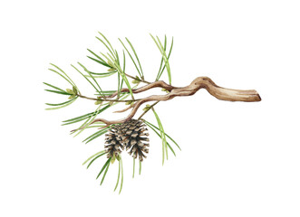 Pine branch watercolor illustration. Hand drawn realistic conifer twig element. Pine tree part with needles and cones. Spruce evergreen element on white background