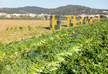 Fototapeta na wymiar Cut ripe celery laid on the field in even rows