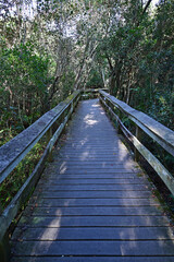Fototapeta na wymiar Mahogany Hammock boardwalk through natural hardwood hammock in Everglades National Park, Florida.
