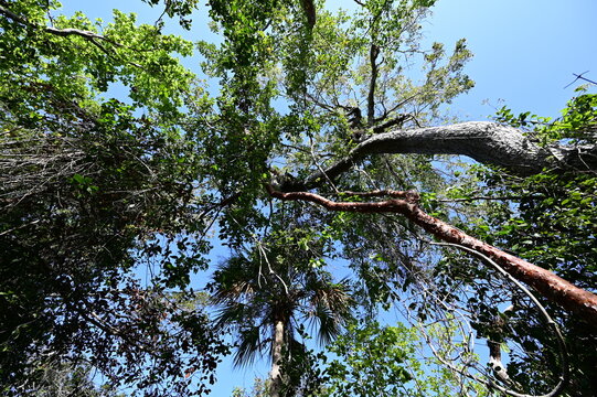 Hardwood canopy over Mahogany Hammock boardwalk in Everglades National Park, Florida.