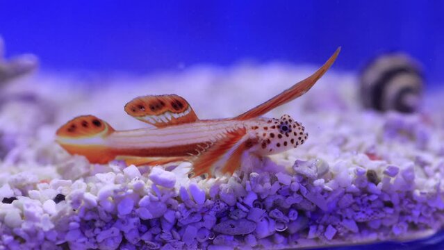 Spikefin flame Goby - Discordipinna griessingeri