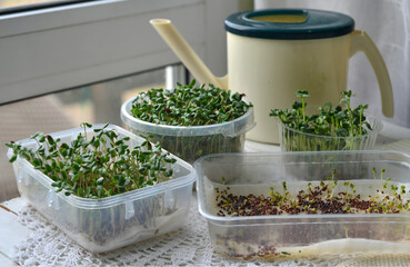 Still life with Microgreens seedlings of vegetables on the table. Vintage home gardening, growing and planting concept indoors.