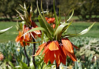 Orange color of Crown Imperial flowers, also known as Fritillaria Imperialis