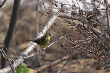 枝に止まったアオジ