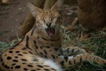 portrait of a cheetah