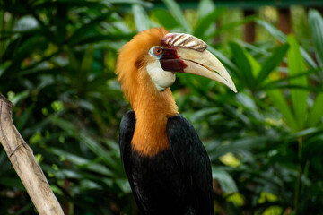 Obraz premium yellow billed hornbill
