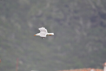 GAVIOTA PATIAMARILLA