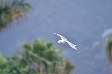 GAVIOTA PATIAMARILLA