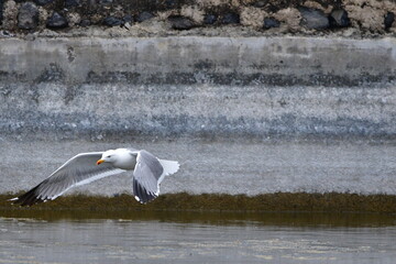 GAVIOTA PATIAMARILLA