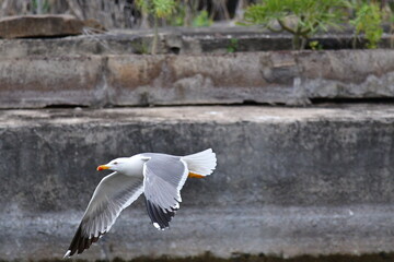 GAVIOTA PATIAMARILLA