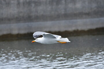 GAVIOTA PATIAMARILLA